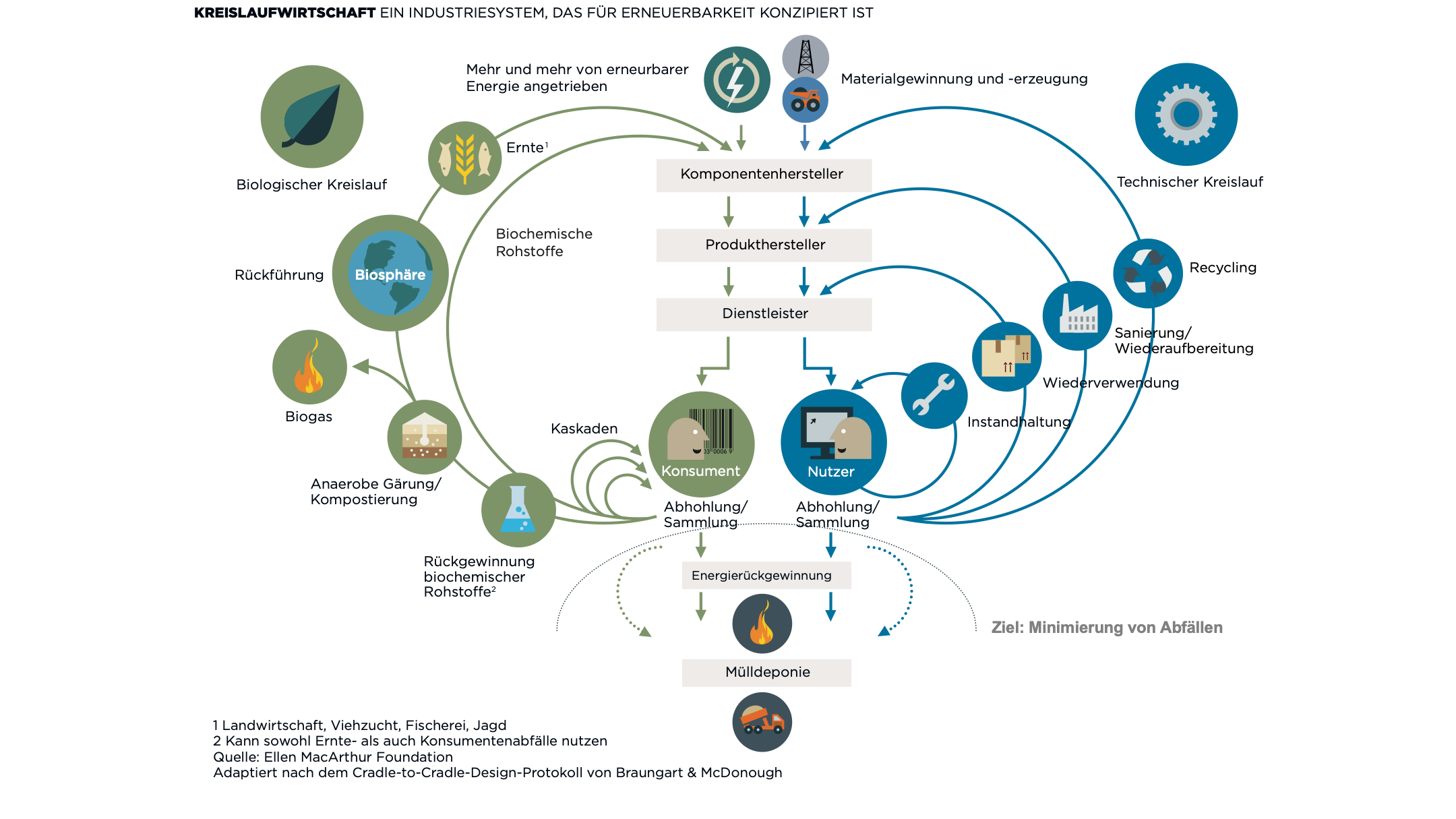 Abb. 2: Schmetterlingsmodell der Kreislaufwirtschaft. Verändert nach Ellen MacArthur Foundation (2015)